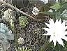 echinopsis0b.jpg