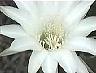 echinopsis0d.jpg