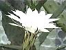 echinopsisf.jpg