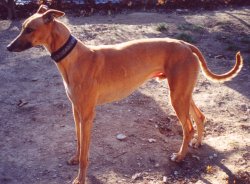 Hi! I'm Zippee and I'm for Adoption at 'Greyhounds as Companions' Please visit the webpage to learn more about me!