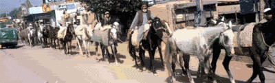 Afghan Horses