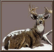 animated deer