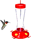 animated hummingbird