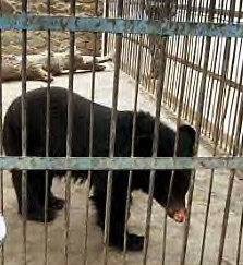 Kabul Zoo Bear