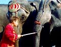 Two elephants and one idiot with a bullhook