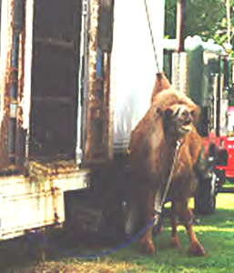 Camel chained to truck