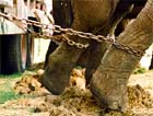 Elephants are always chained in place