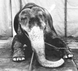 baby elephant chained down..also known as 'being trained'