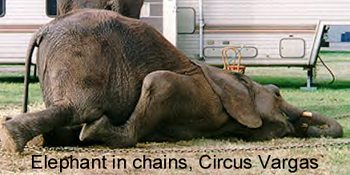 elephant in chains