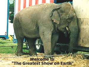 circus elephant, between shows