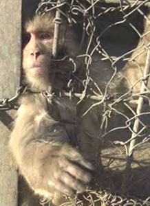 Kabul Monkey