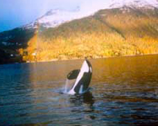 Keiko in Taknes Bay, Norway. Photo credit: www.keiko.com