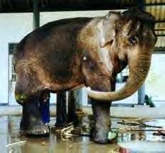 Pung Ekhe, elephant with broken leg