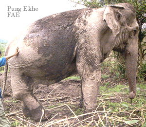 Photo of Pung Ekhe from the book Elephant Hospital by Kathy Darling Photographs by Tara Darling Millbrook Press 2002