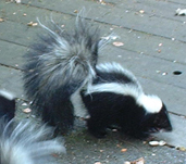 little round skunk