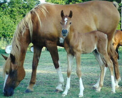 Mare and Foal Free, not on Premarin ranch/farm.