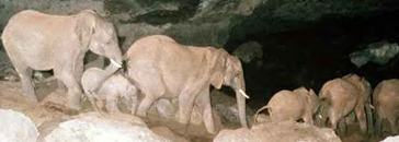 The Underground Elephants