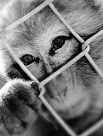Las Vegas Zoo Primate