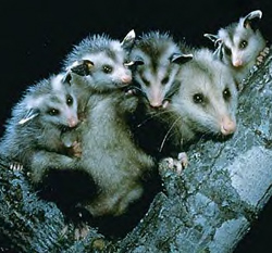 Virginia Opossum Family