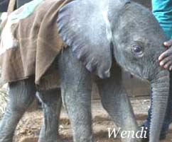 Wendi, Asian elephant orphan