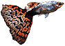 picture of a guppy
