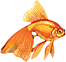 A picture of a goldfish