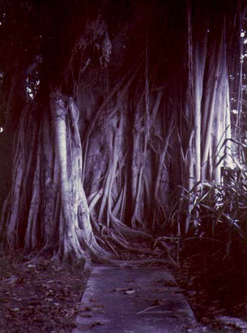 Banyan tree using its many roots to take over a sidewalk in late August during the sweltering heat in Miami, Florida .