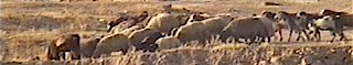 sheep.jpg (11474 bytes)