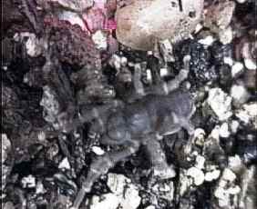 unknown10.JPG (11823 bytes)