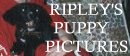 Ripley's Puppy Pictures