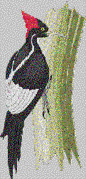 woodpeck.gif (9018 bytes)