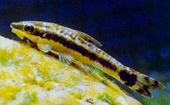 Dwarf Suckermouth Catfish