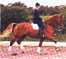 A demonstration of seated or sitting trot