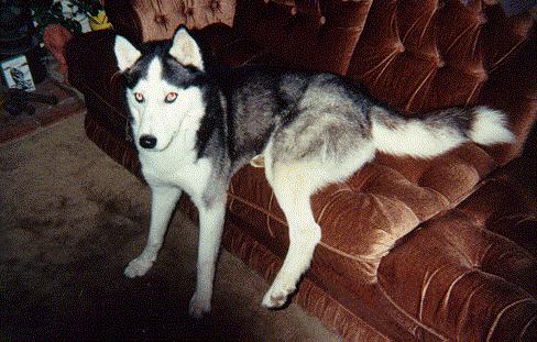 Lobo on couch