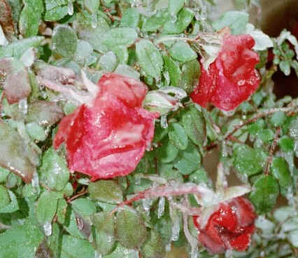 rose bush 24 DEC