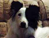 Petunia-Daisy Frisbee Dog