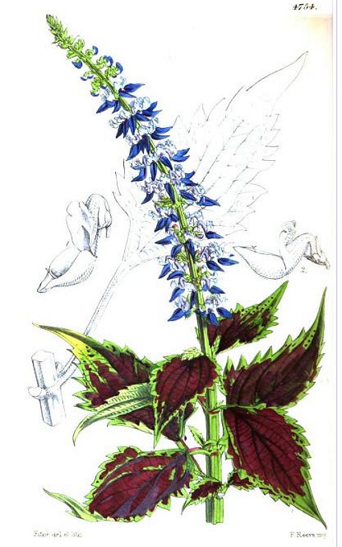 coleus plant diagram