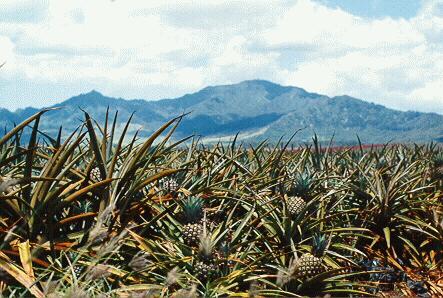 pineapple field Oahu