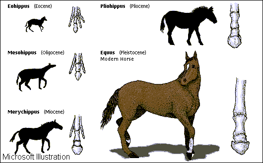 The History of the Horse.