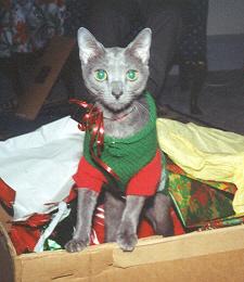 Itty in the Christmas box 1993