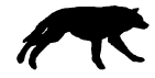 RUNNING WOLF ICON