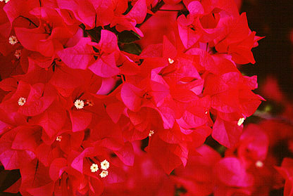 Bougainvillea