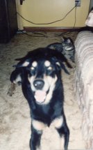 this was my best friend for the first 14 years of my life, his name was buttercup. . . i miss him dearly