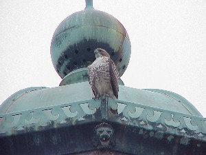 Red Tailed Hawk