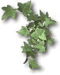 Ivy