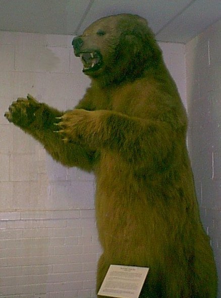 A seven-and-one-half foot tall grizzly bear.