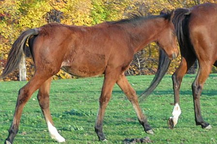 MSF ROCKY ROAD-Anglo Arabian colt