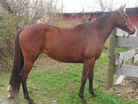 Sire of MSF Abbey Road - Anglo-Arabian 