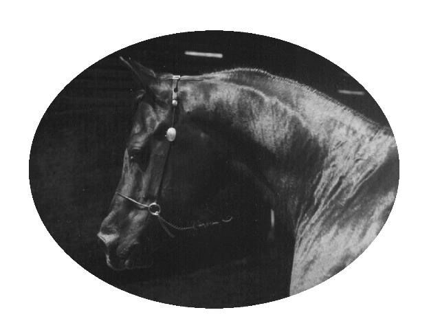 Black Arabian stallion, Kahream, sire of MSF Kahmila