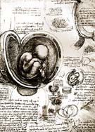 Embryo in Uterus